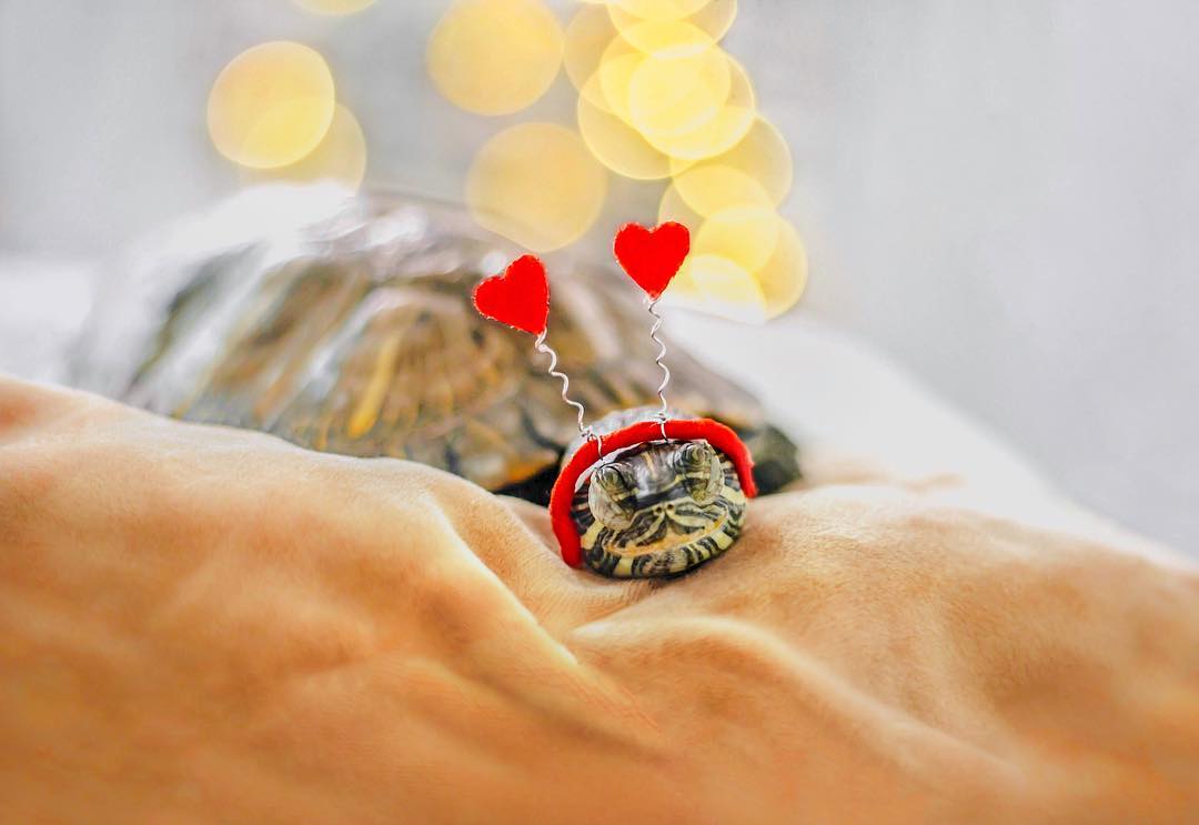 Приключения пары черепах на снимках в Instagram