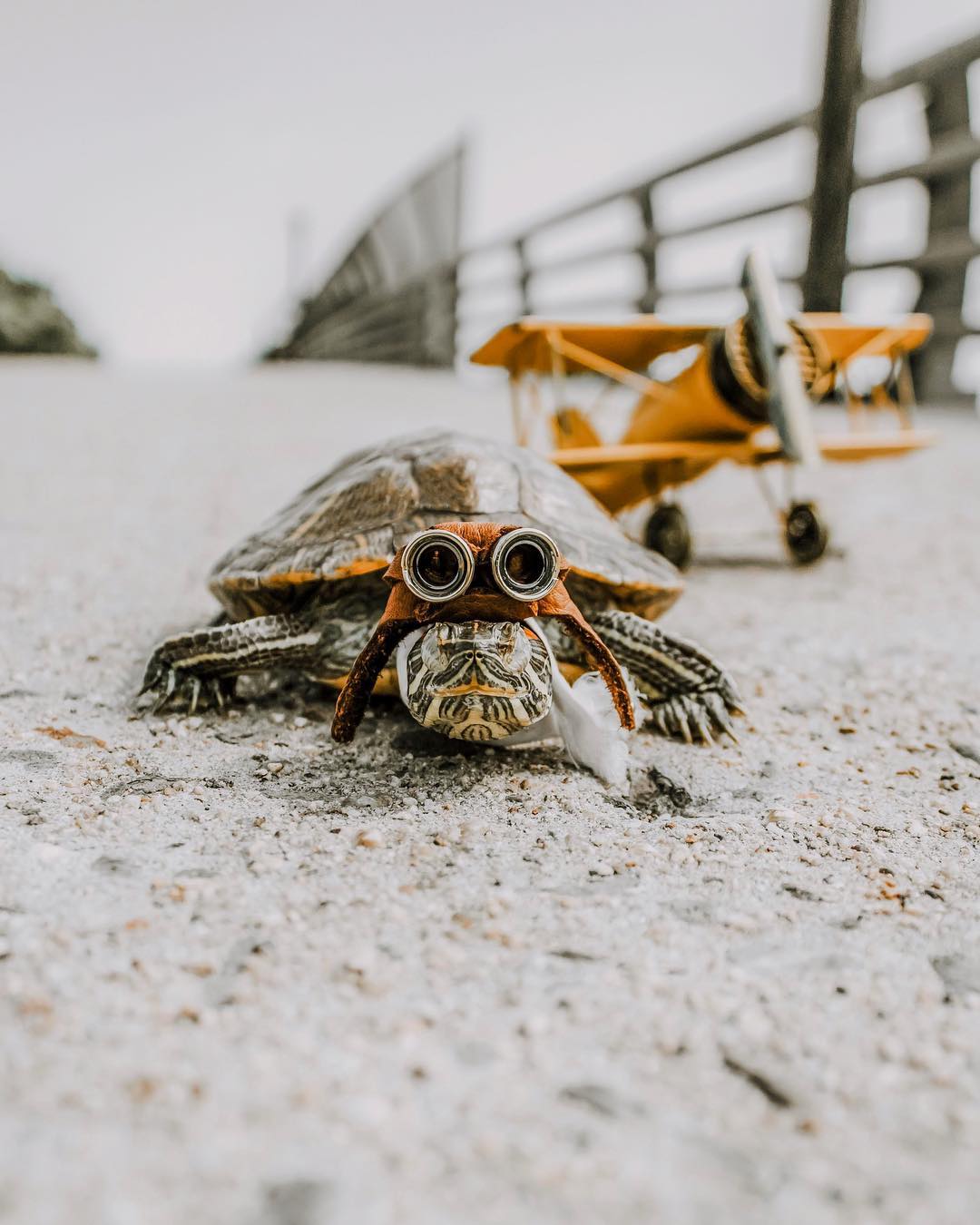 Приключения пары черепах на снимках в Instagram