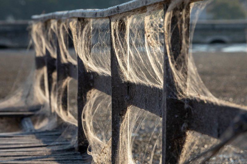 Спаривающиеся пауки затянули греческий остров паутиной
