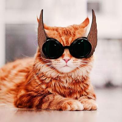 Кошка по кличке Котлета стала звездой Instagram
