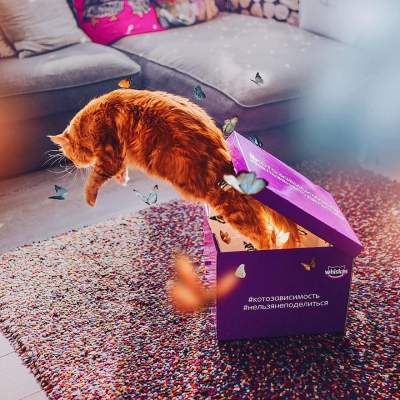 Кошка по кличке Котлета стала звездой Instagram