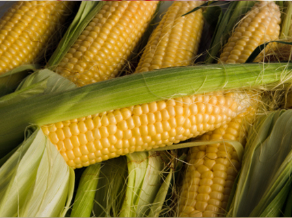 Мировые цены на кукурузу подскочили до рекорда