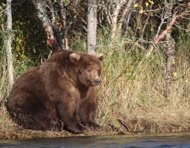 На Аляске выбрали самого толстого медведя