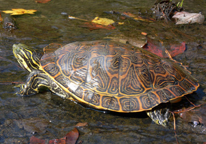 Черепаха, прошедшая Первую мировую, ищет новых хозяев