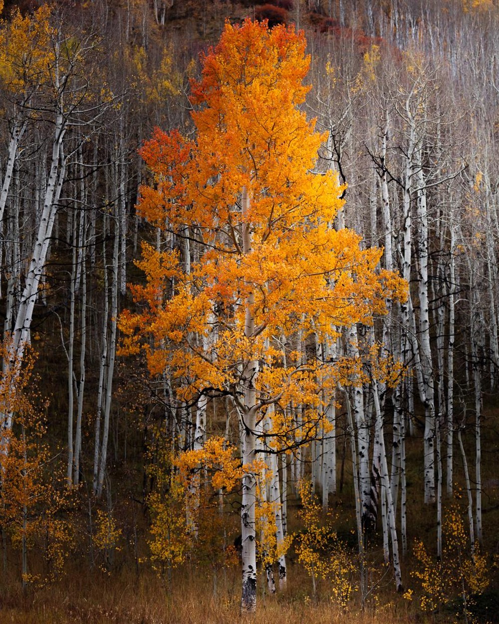 Красота природы на фотографиях