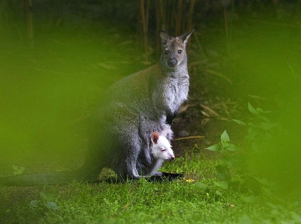 Лесные звери "организовали" дерзкий побег кенгуру из немецкого зоопарка