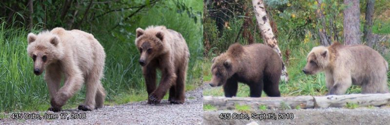 Медведи Аляски располнели к зиме