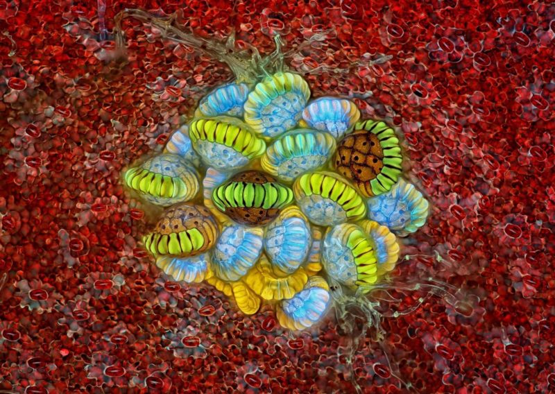 20 работ с конкурса микрофотографии Nikon Small World 2018