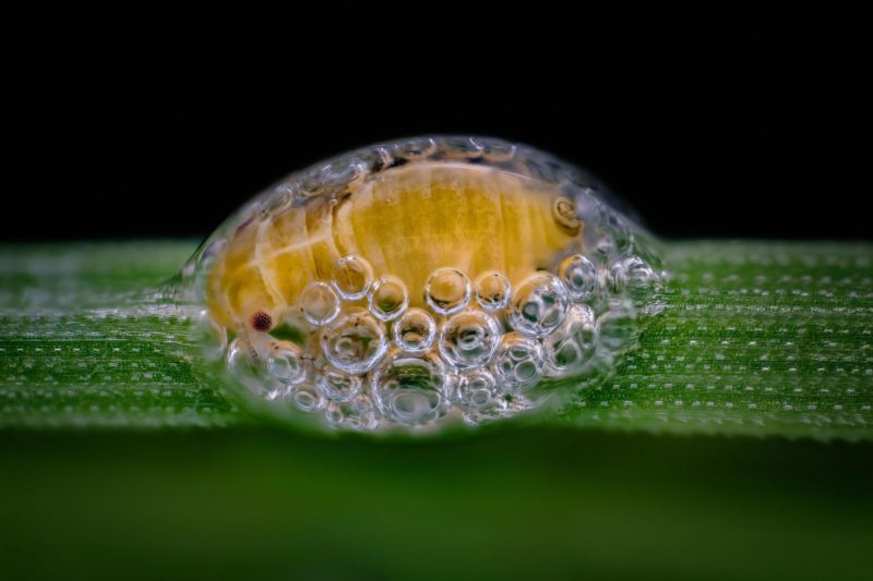 20 работ с конкурса микрофотографии Nikon Small World 2018