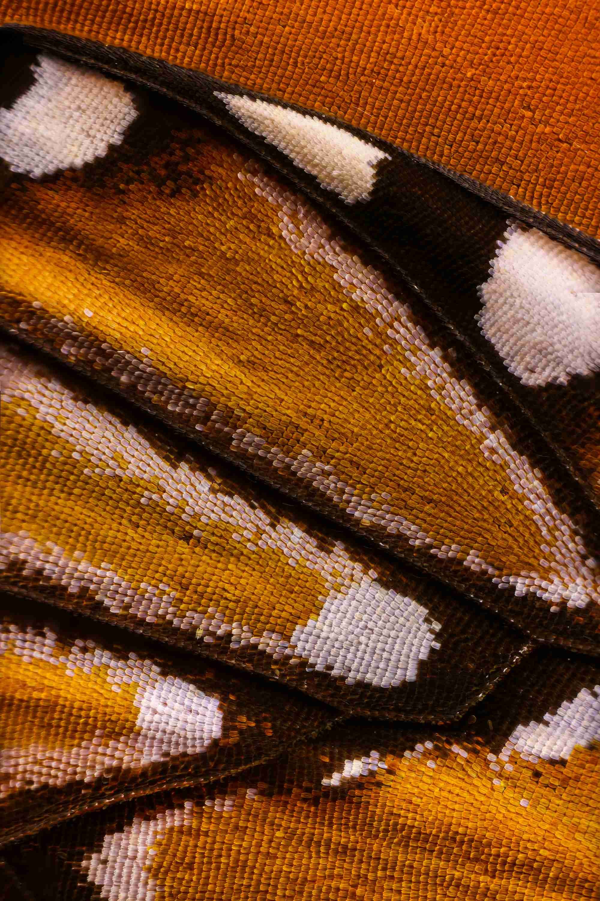 Крылья бабочек с невероятно близкого расстояния