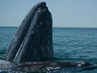 Австралийца оштрафовали за катание на ките
