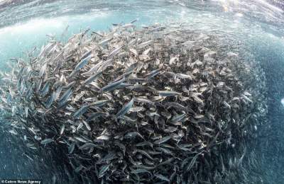 Миграция сардин в завораживающих подводных снимках. Фото 
