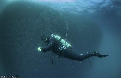 Миграция сардин в завораживающих подводных снимках. Фото 