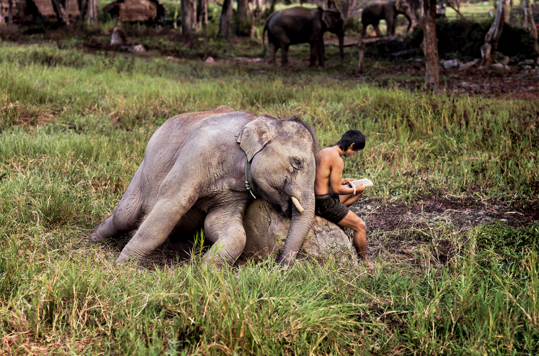 Отношения слона и человека в фотографиях