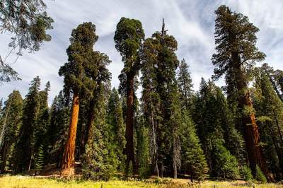 Так выглядят самые большие деревья на планете. Фото