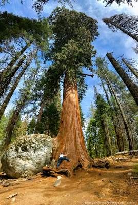 Так выглядят самые большие деревья на планете. Фото