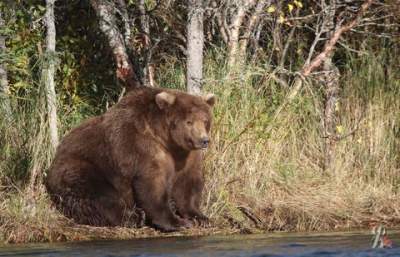 К зиме готов: на Аляске нашли самого толстого медведя