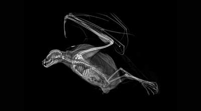 Зоопарк показал, как выглядят животные в рентгеновском свете. Фото