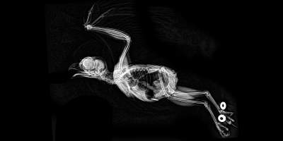 Зоопарк показал, как выглядят животные в рентгеновском свете. Фото