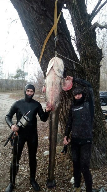 Поймал сома 100 кг видео