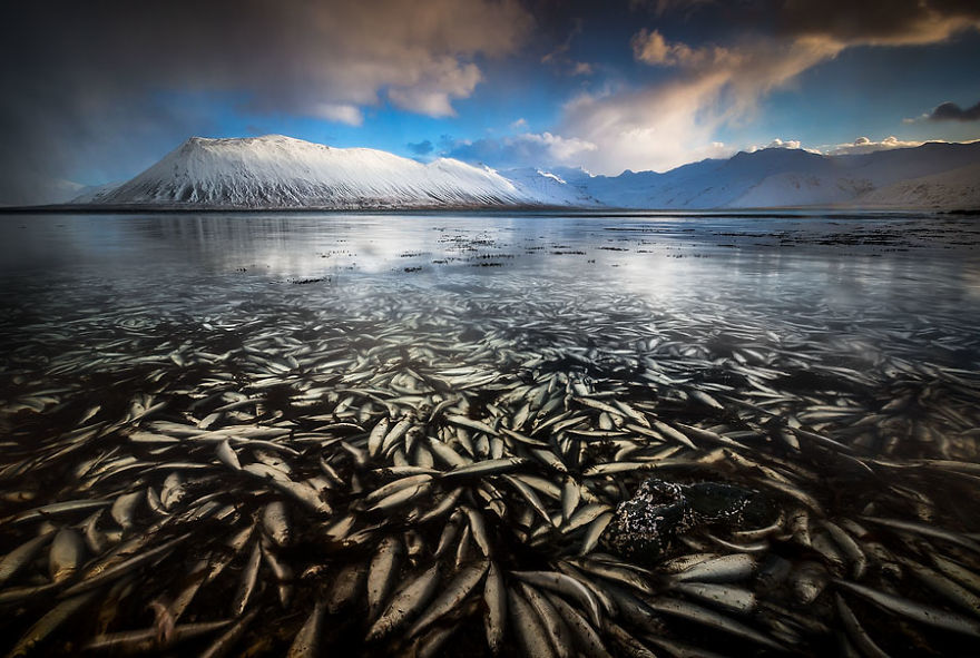 Северное сияние, ледники и пещеры: захватывающие чудеса природы в Исландии. ФОТО