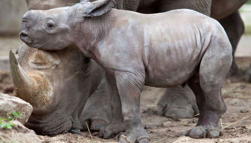 Премьер-министр Венгрии усыновил носорога