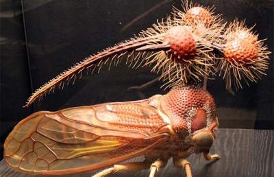 Так выглядят самые необычные в мире насекомые. Фото