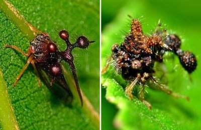 Так выглядят самые необычные в мире насекомые. Фото