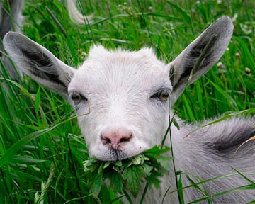 С сорняками в Японии будут бороться с помощью коз