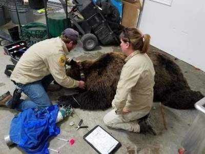 В США медведь «оккупировал» гараж