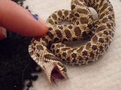 Снимки, доказывающие, что змеи – очаровательные создания. Фото