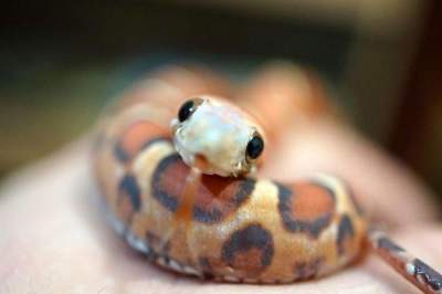 Снимки, доказывающие, что змеи – очаровательные создания. Фото