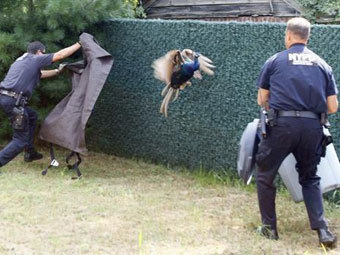 Полиция Нью-Йорка не сумела поймать павлина-беглеца