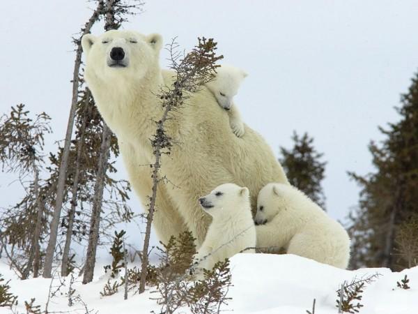 Мамина любовь в мире животных