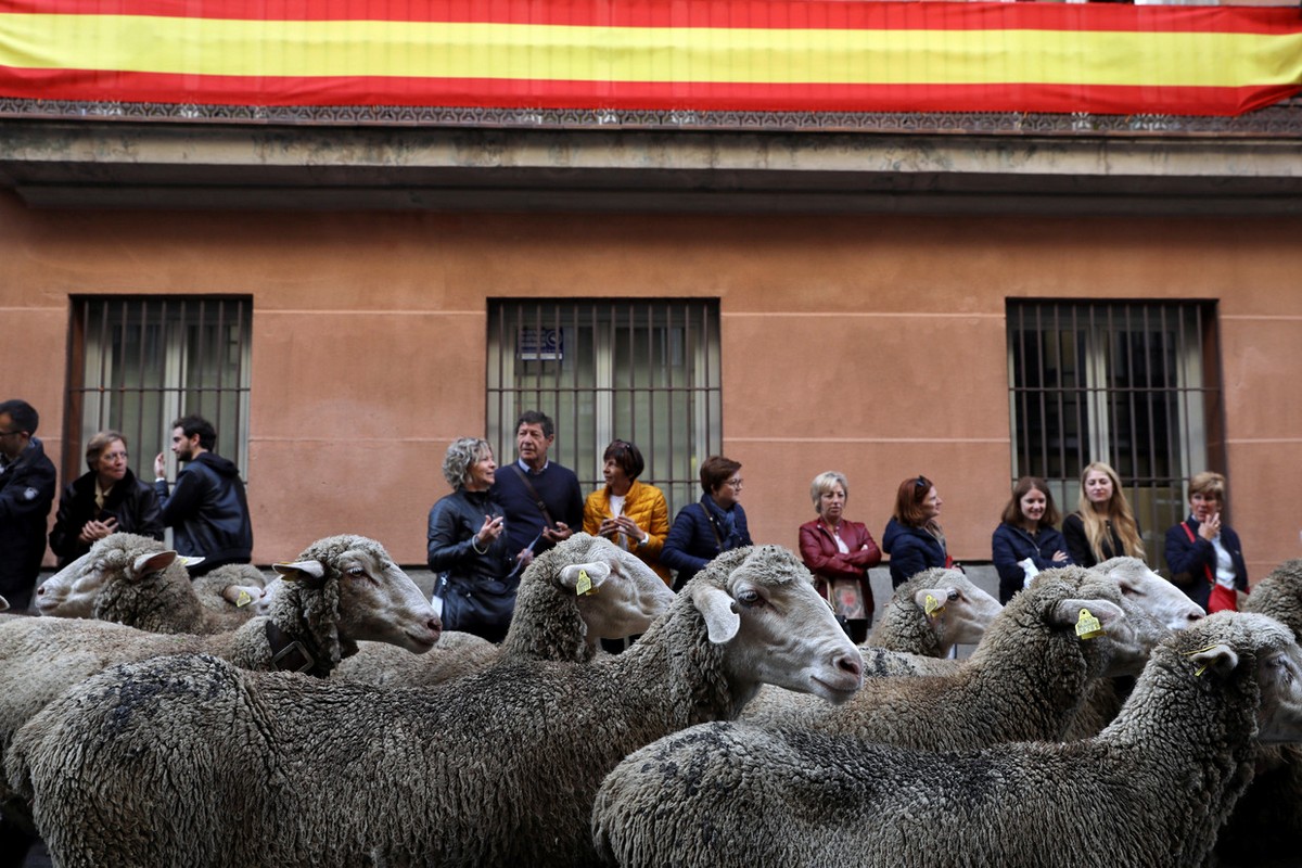 Сотни баранов в центре Мадрида на фестивале перегона скота