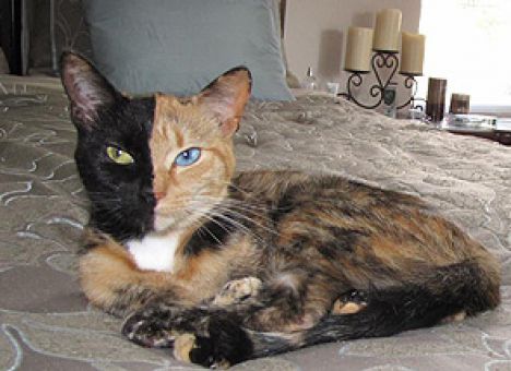 «Двуликая» кошка Венера стала звездой интернета