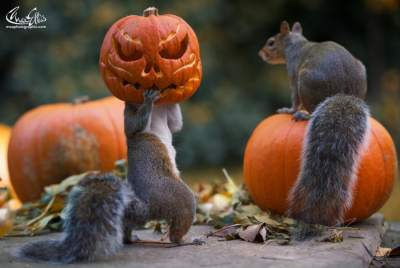 Забавные фотки животных, обожающих осень