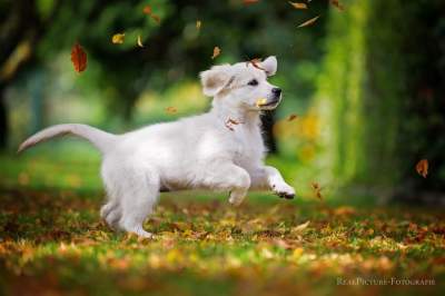 Забавные фотки животных, обожающих осень