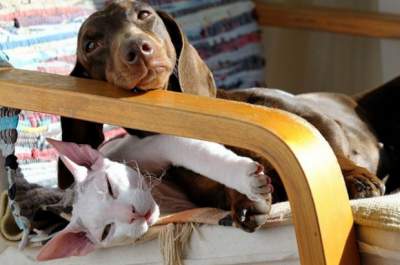 Непростая дружба: прикольные фотки котов и собак, вынужденных «делить» хозяев
