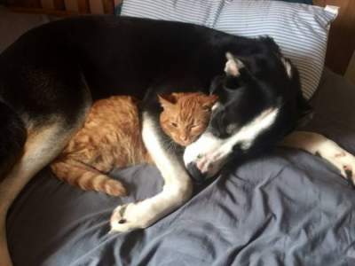 Непростая дружба: прикольные фотки котов и собак, вынужденных «делить» хозяев