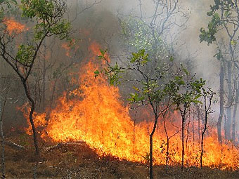 Лесной пожар в Австралии