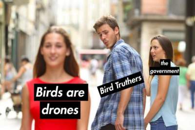 Сеть повеселили мемы о птицах-дронах