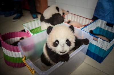 National Geographic показал, как устроены фермы панд в Китае. Фото