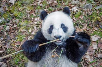 National Geographic показал, как устроены фермы панд в Китае. Фото
