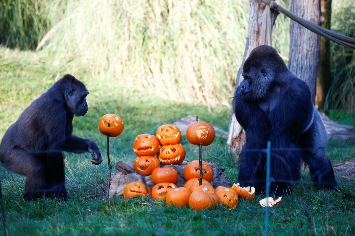 В зоопарке Лондона устроили Хэллоуин.