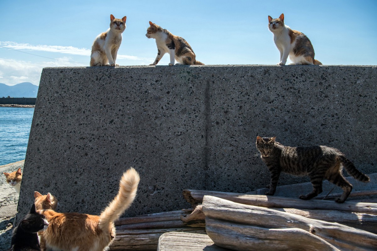 Кошачий рай: остров кошек Аосима. ФОТО