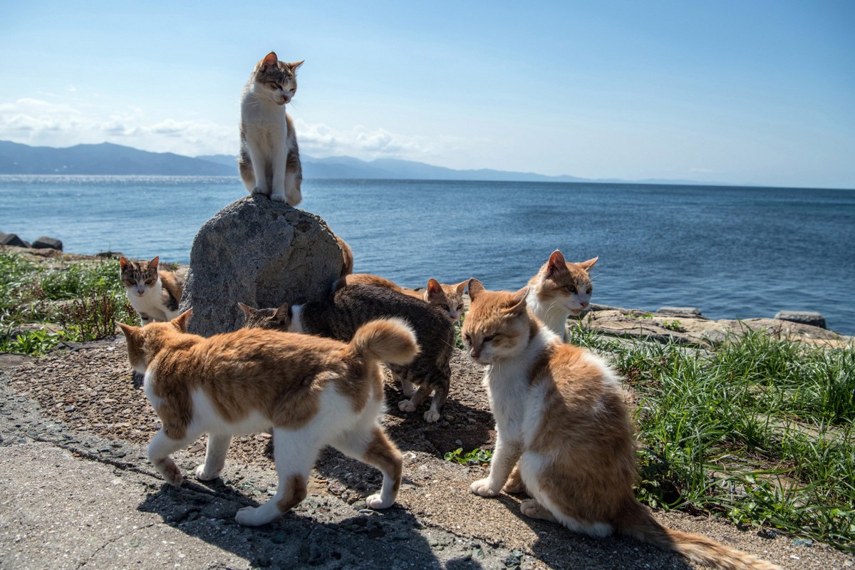 Кошачий рай: остров кошек Аосима. ФОТО