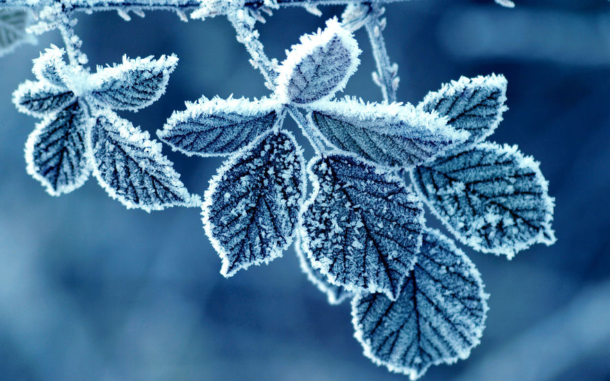 Зимняя сказка: шедевры природы. ФОТО