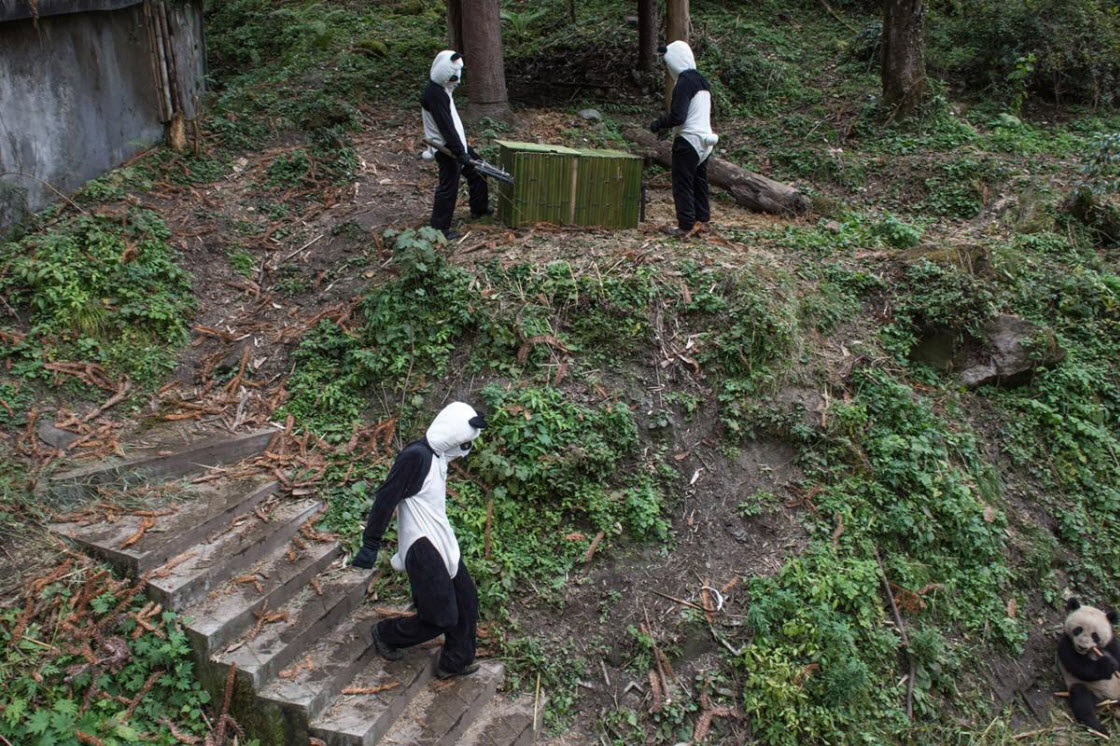 Ферма панд в провинции Сычуань. ФОТО