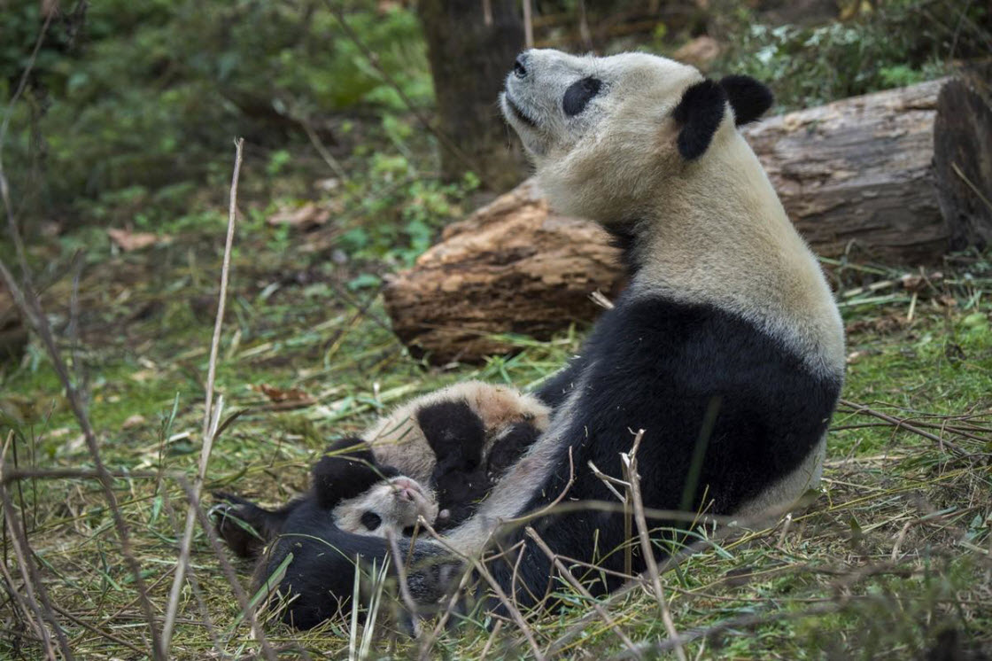 Ферма панд в провинции Сычуань. ФОТО
